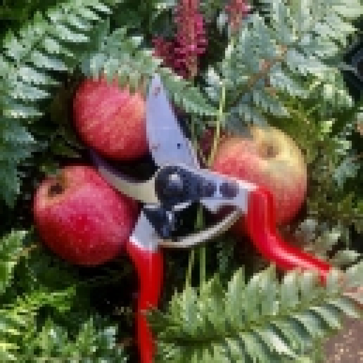 Fruit- en Snoeidagen